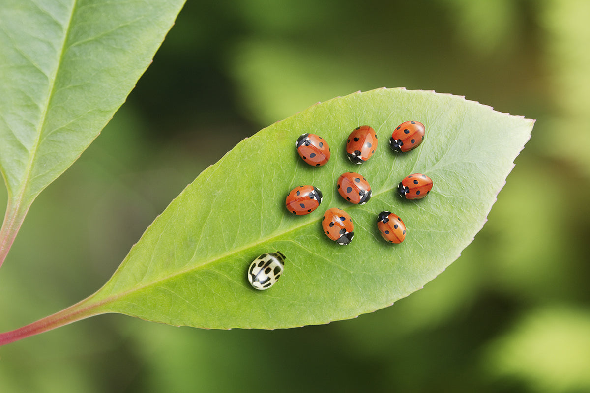Stand Out from the Crowd with An Effective Exhibit Design